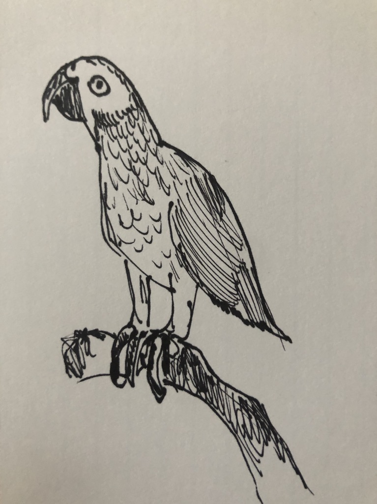 Amazon Parrot